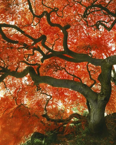 Terrill, Steve 아티스트의 OR, Portland, Japanese maple tree in garden작품입니다.